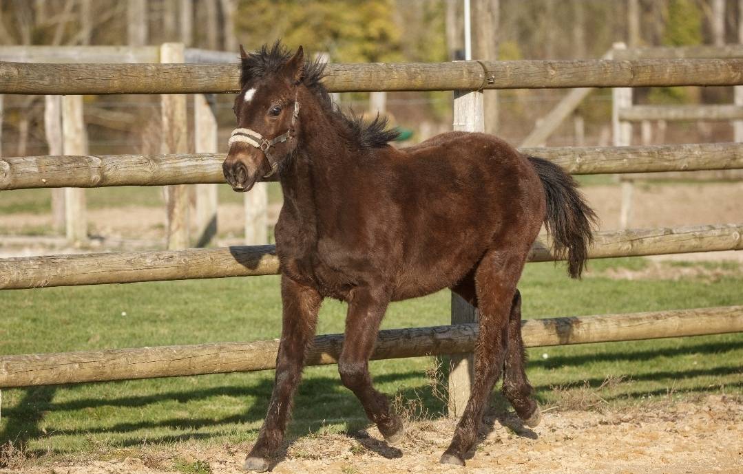 Gelding New Forest For sale 2025 Buckskin