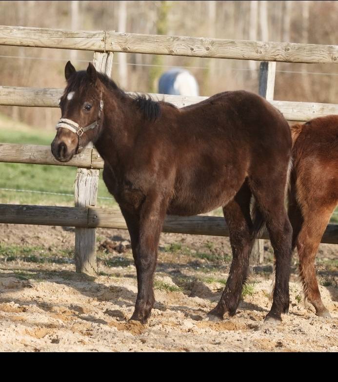 Gelding New Forest For sale 2025 Buckskin