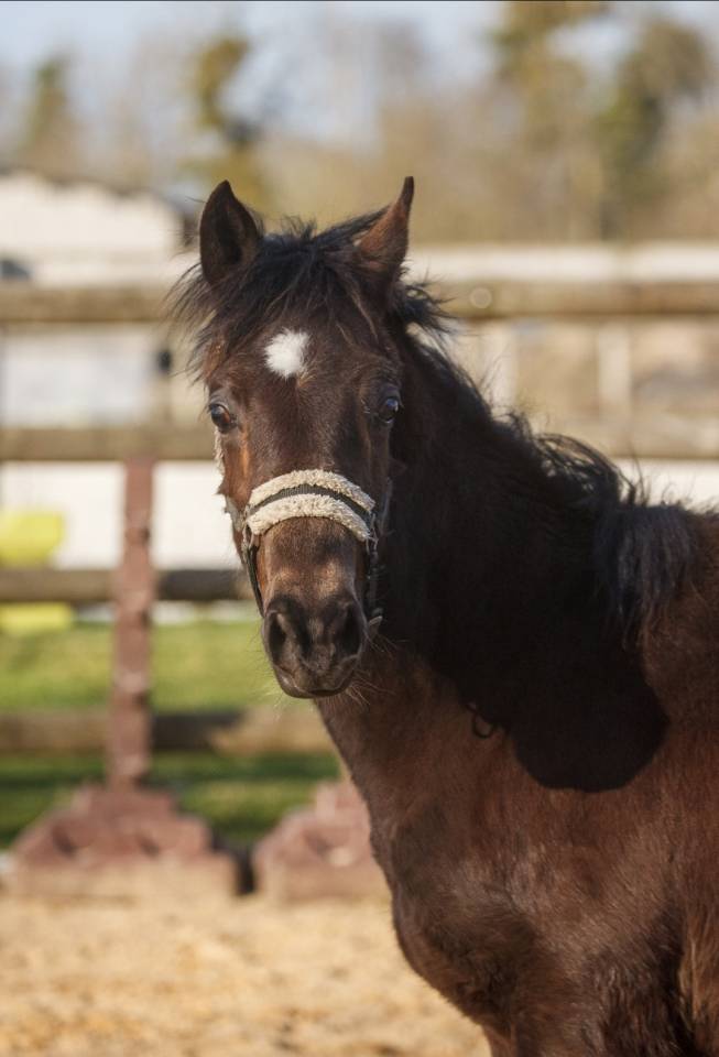 Gelding New Forest For sale 2025 Buckskin