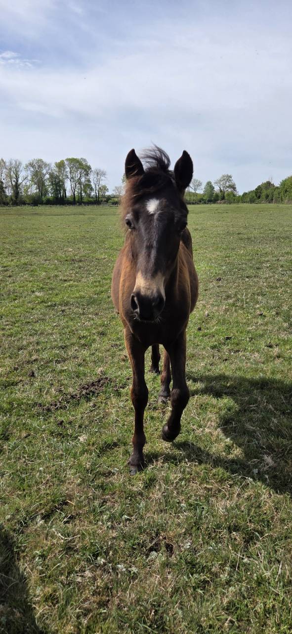 Gelding New Forest For sale 2025 Buckskin