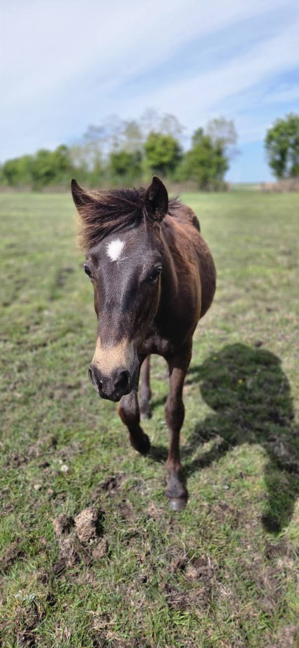 Gelding New Forest For sale 2025 Buckskin