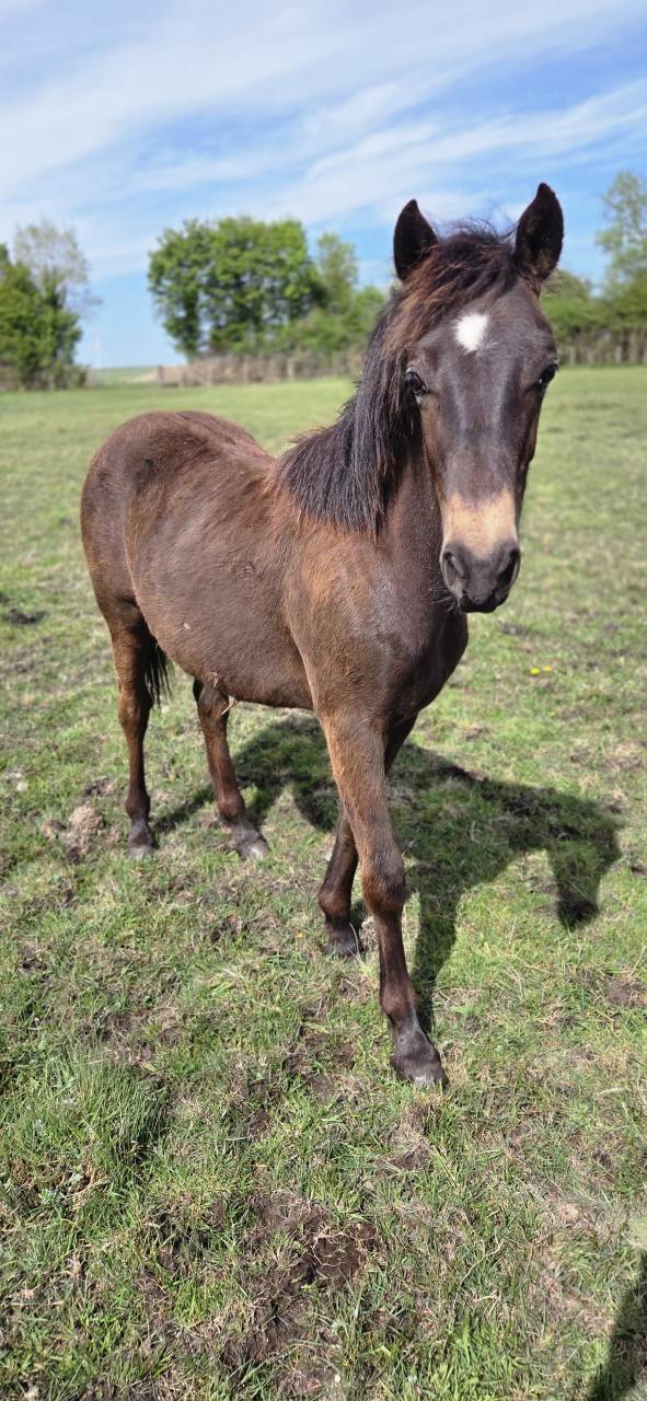 Gelding New Forest For sale 2025 Buckskin