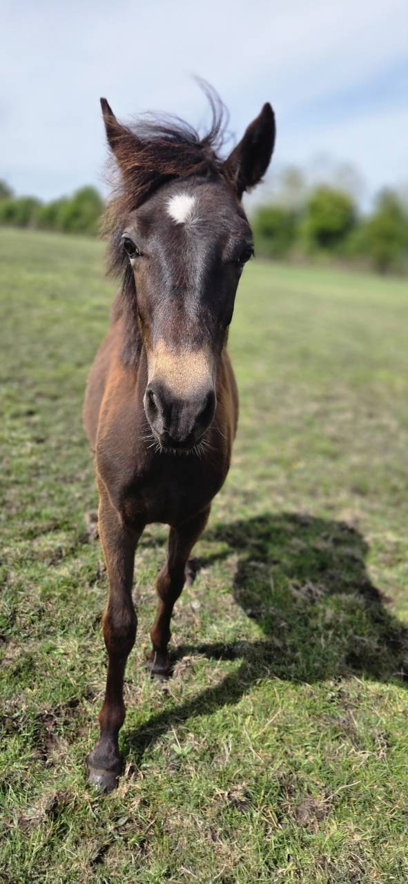 Gelding New Forest For sale 2025 Buckskin