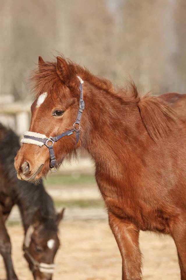 Mare New Forest For sale 2025 Chesnut