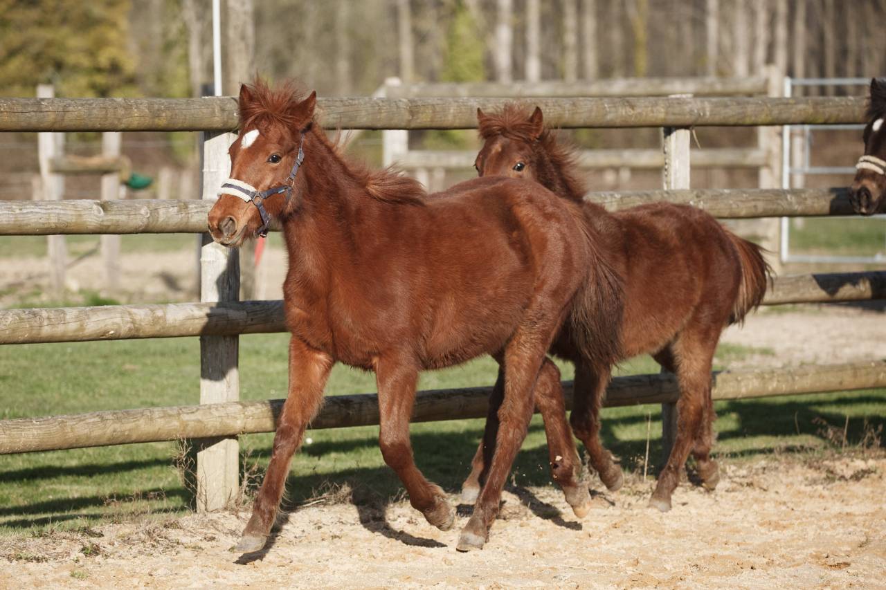 Mare New Forest For sale 2025 Chesnut