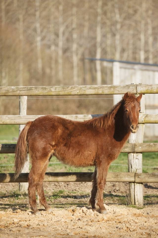 Mare New Forest For sale 2025 Chesnut