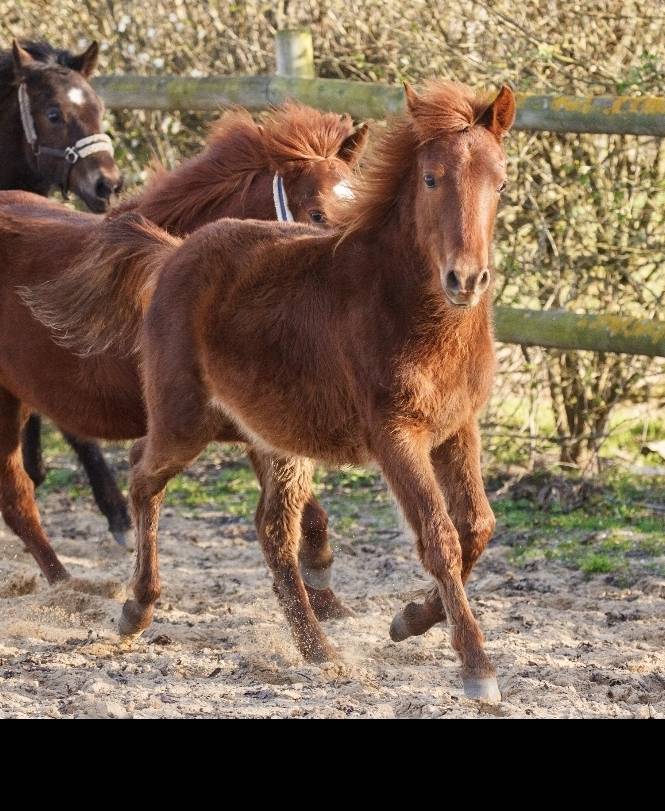 Mare New Forest For sale 2025 Chesnut