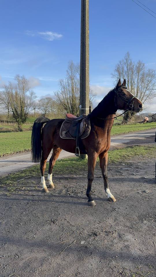 Gelding Other Horse Breed For sale 2022 Bay