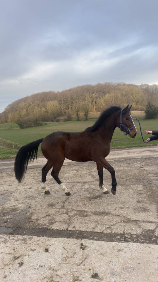 Gelding Other Horse Breed For sale 2022 Bay