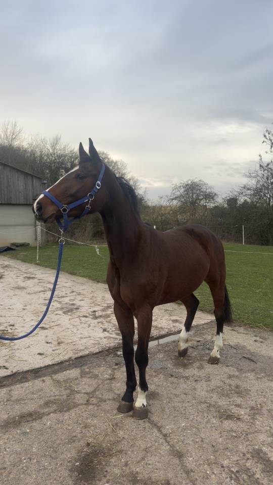 Gelding Other Horse Breed For sale 2022 Bay