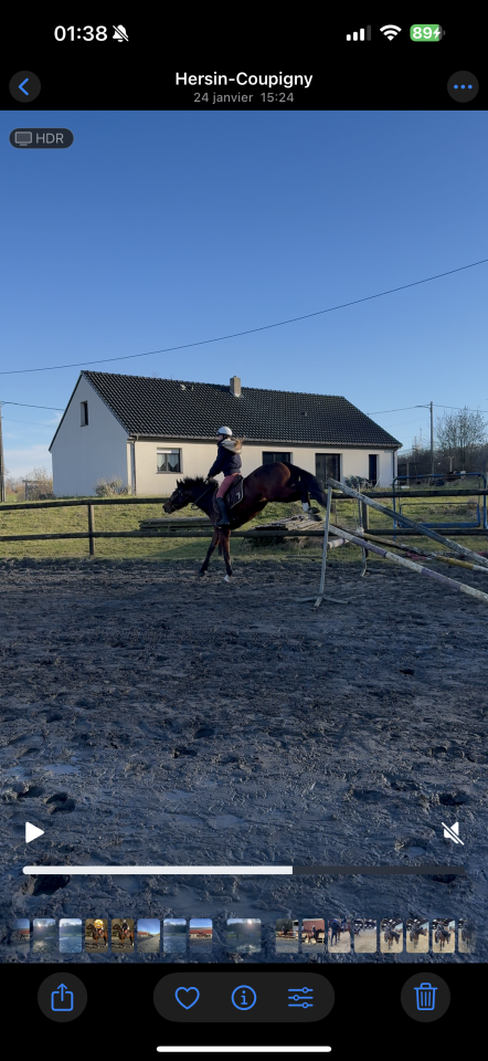 Gelding Other Horse Breed For sale 2022 Bay