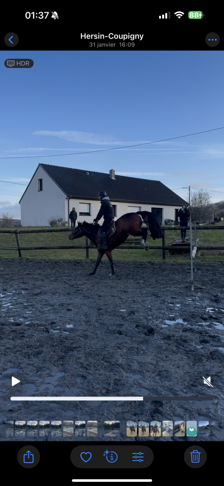 Gelding Other Horse Breed For sale 2022 Bay
