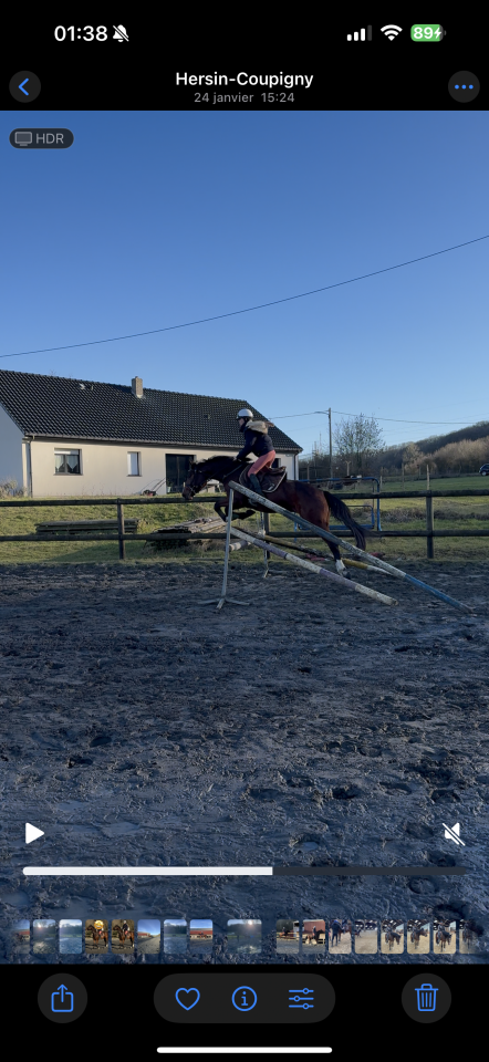 Gelding Other Horse Breed For sale 2022 Bay