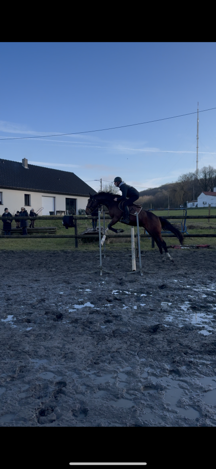 Gelding Other Horse Breed For sale 2022 Bay