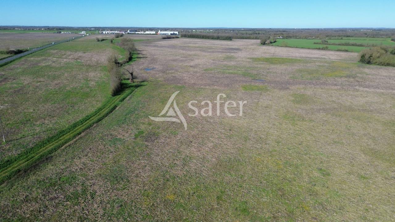 Sheep farm  Deux-S&egrave;vres