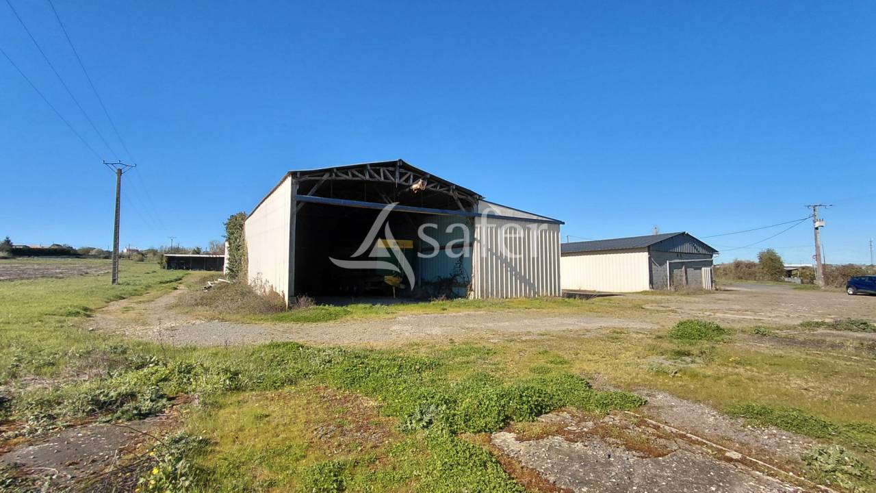 Sheep farm  Deux-S&egrave;vres