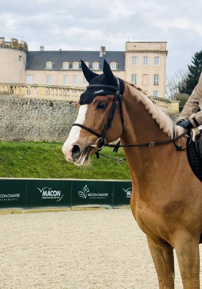 Gelding Zangersheide For sale 2021 Chesnut
