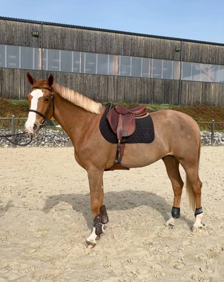 Gelding Zangersheide For sale 2021 Chesnut