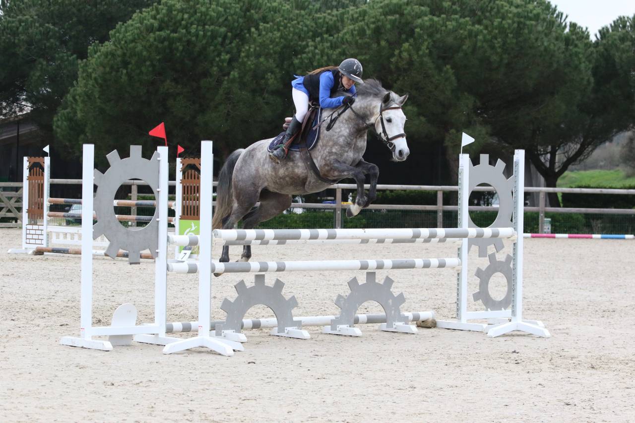 Mare French Saddle Pony For sale 2020 Grey