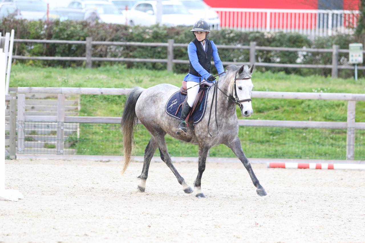 Mare French Saddle Pony For sale 2020 Grey