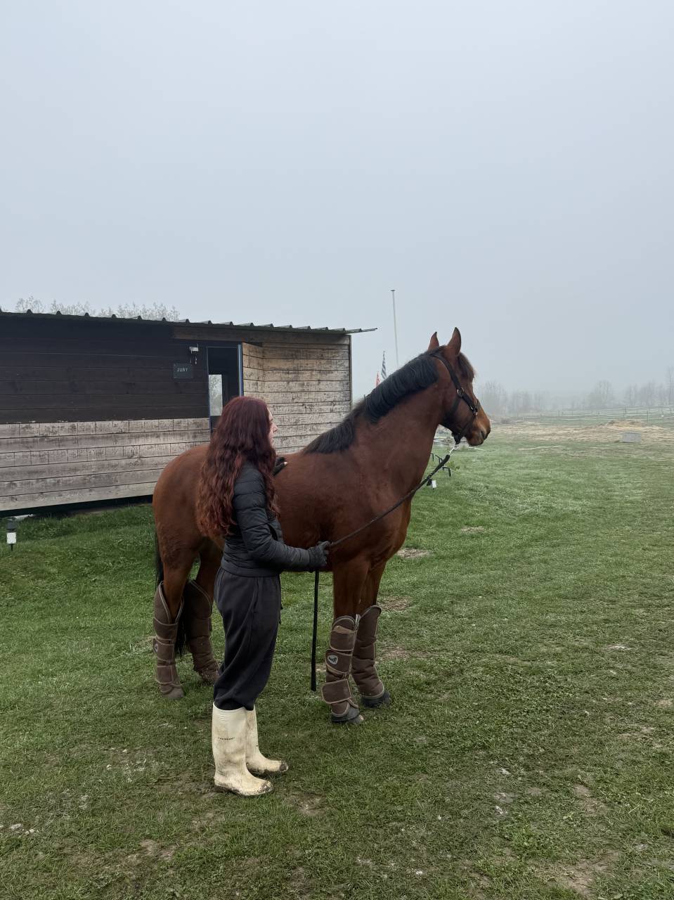 Gelding Other Pony Breed For sale 2021 Bay
