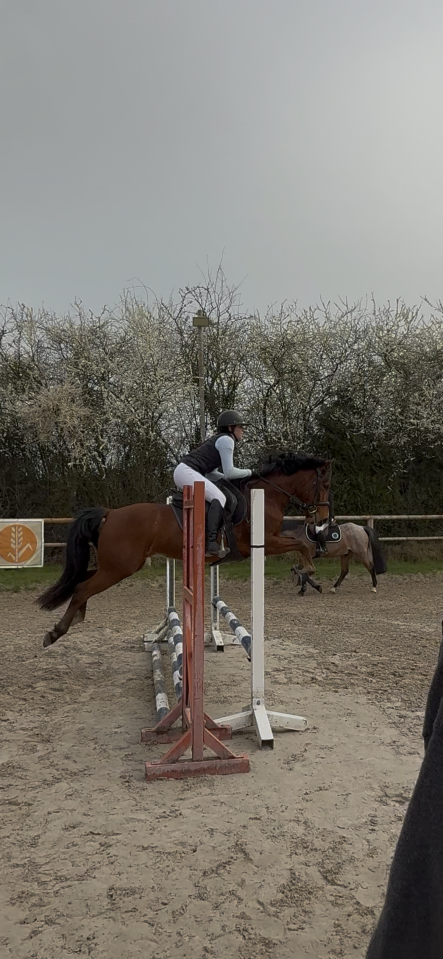 Gelding Other Pony Breed For sale 2021 Bay