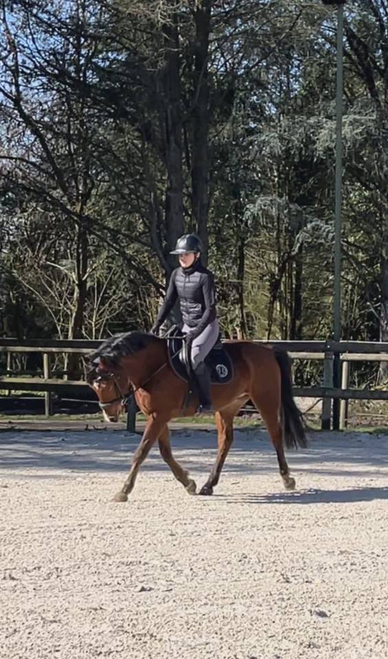 Gelding Other Pony Breed For sale 2021 Bay