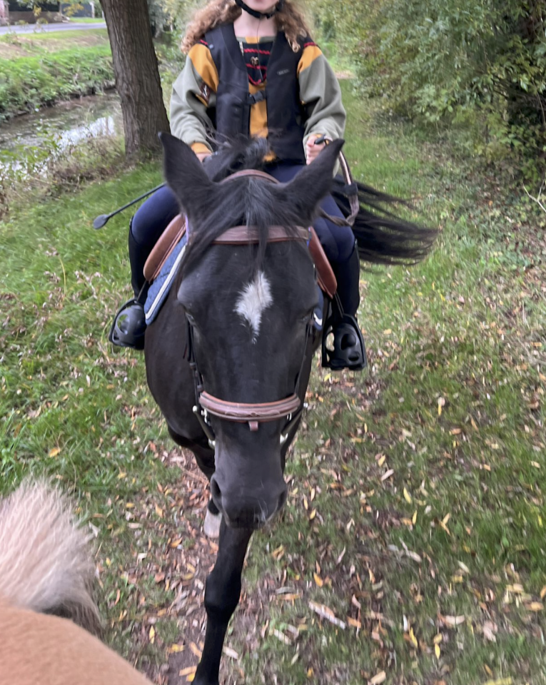 Mare New Forest For sale 2010 Black