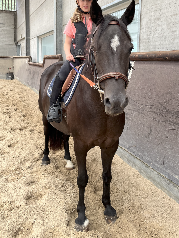 Mare New Forest For sale 2010 Black