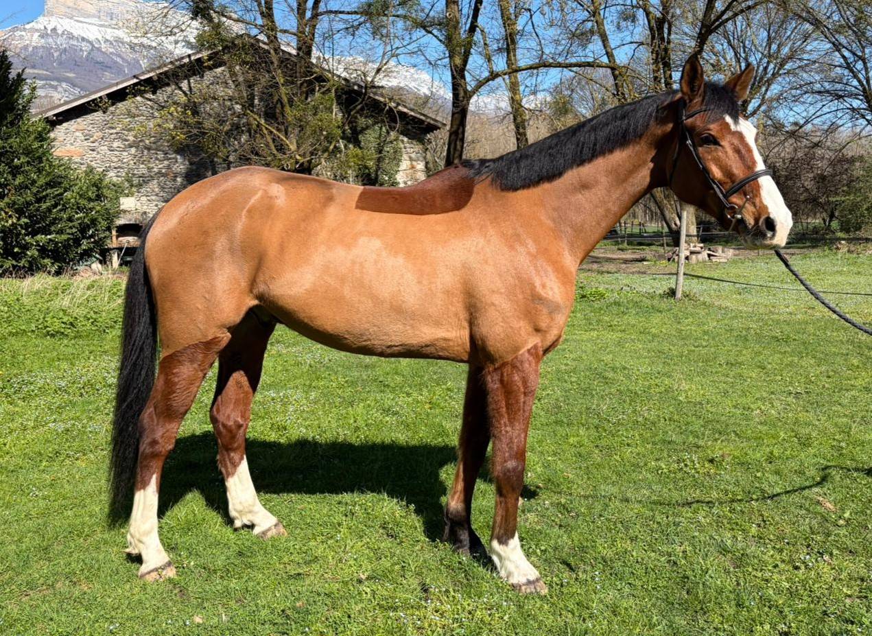 Gelding Selle Fran&ccedil;ais For sale 2019 Bay