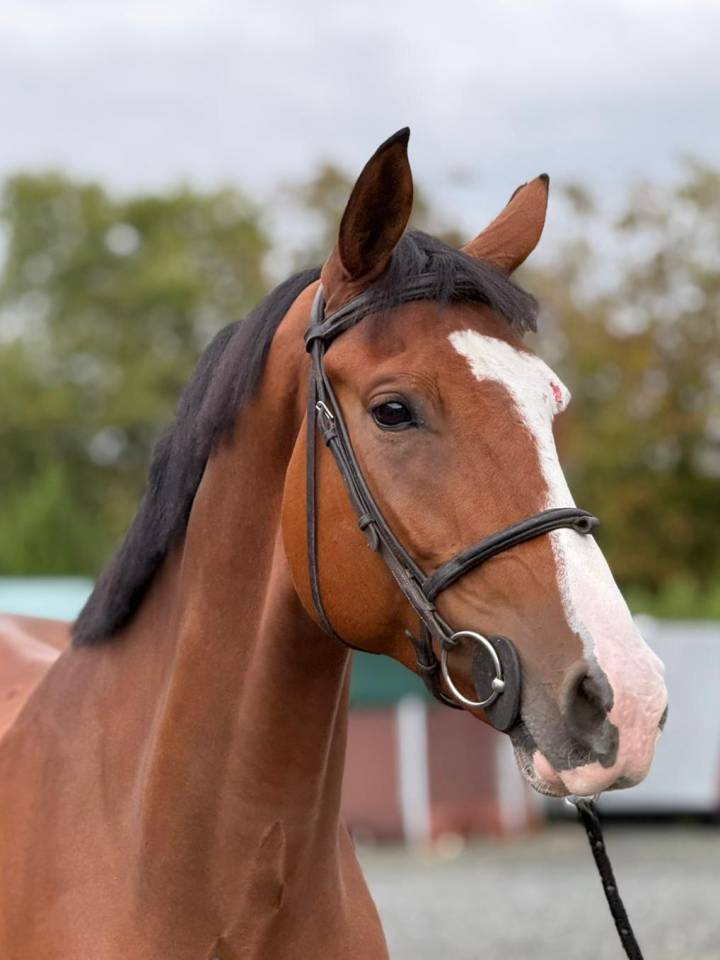 Gelding Selle Fran&ccedil;ais For sale 2019 Bay