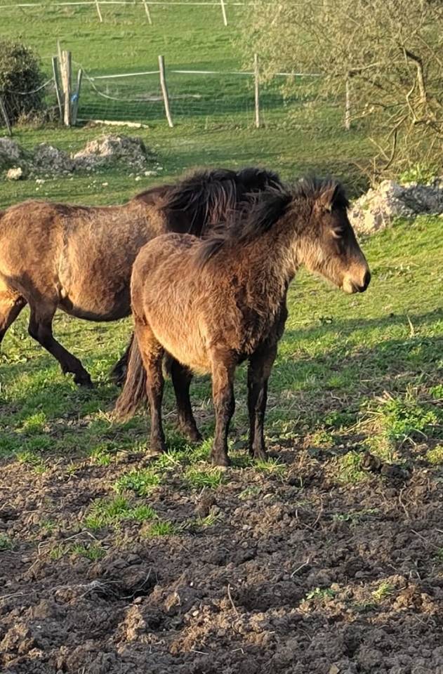 Colt New Forest For sale 2025 Bay