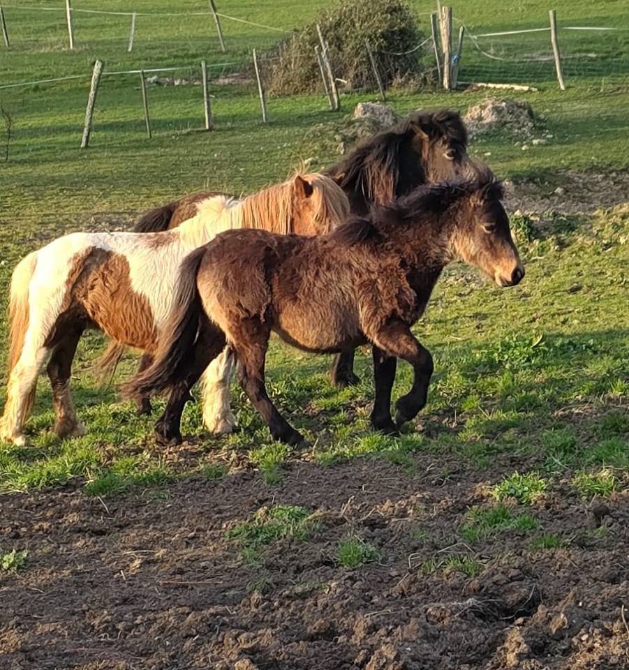 Colt New Forest For sale 2025 Bay