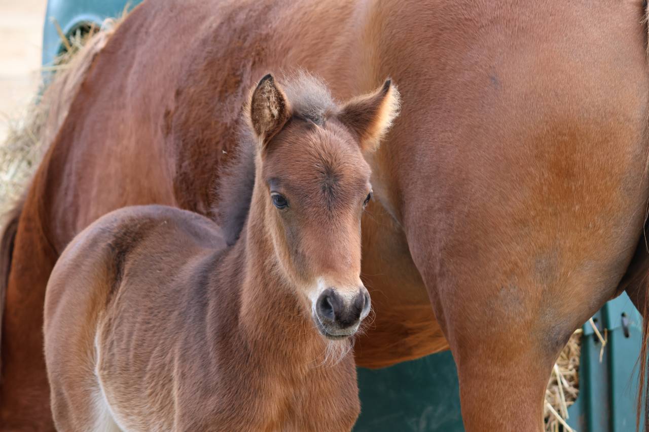 Colt French Saddle Pony For sale 2026 Dark Bay