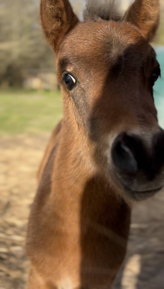 Colt French Saddle Pony For sale 2026 Dark Bay