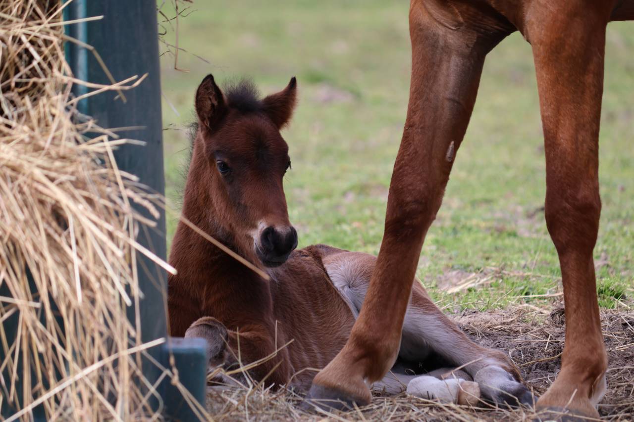 Colt French Saddle Pony For sale 2026 Dark Bay