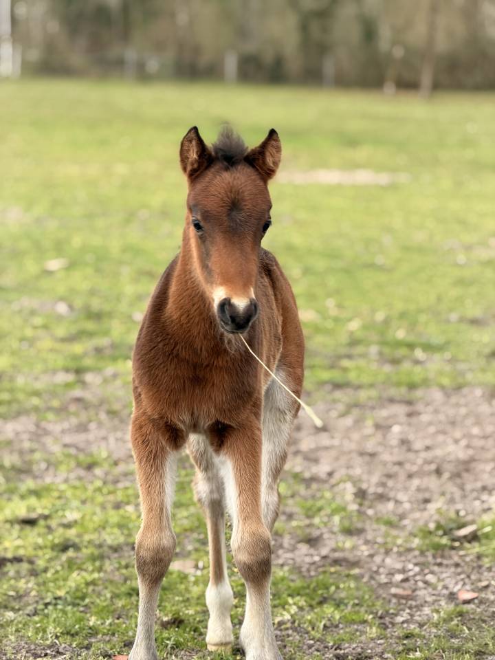 Colt French Saddle Pony For sale 2026 Dark Bay