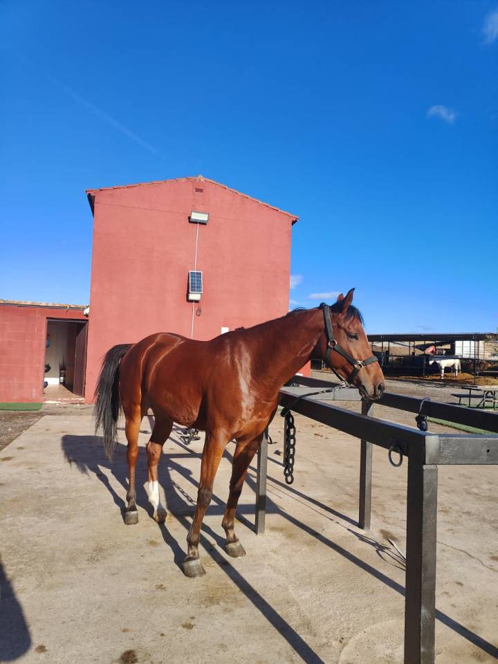 Gelding Anglo-Arabian For sale 2020 Other color