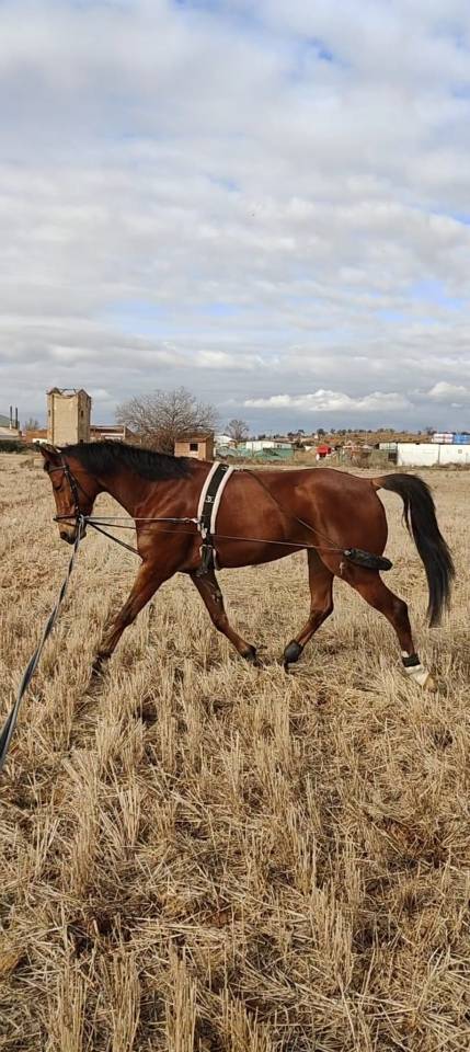Gelding Anglo-Arabian For sale 2020 Other color