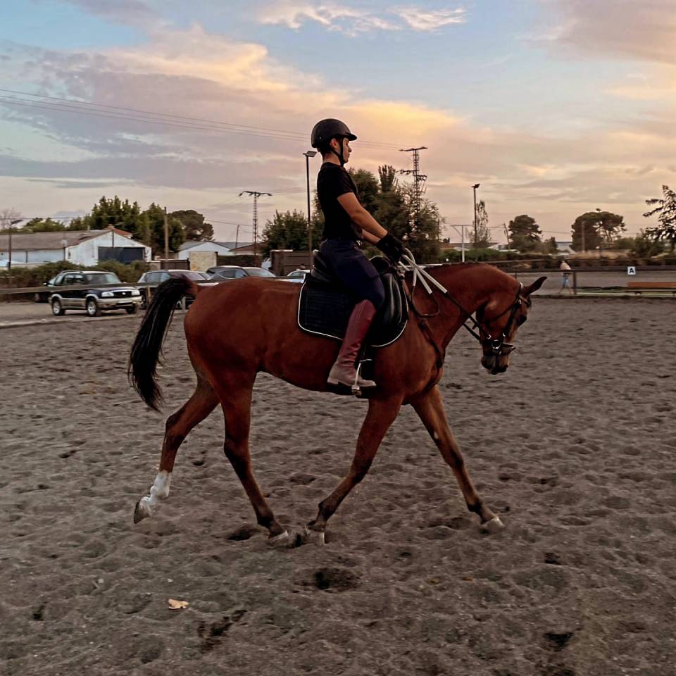 Gelding Anglo-Arabian For sale 2020 Other color