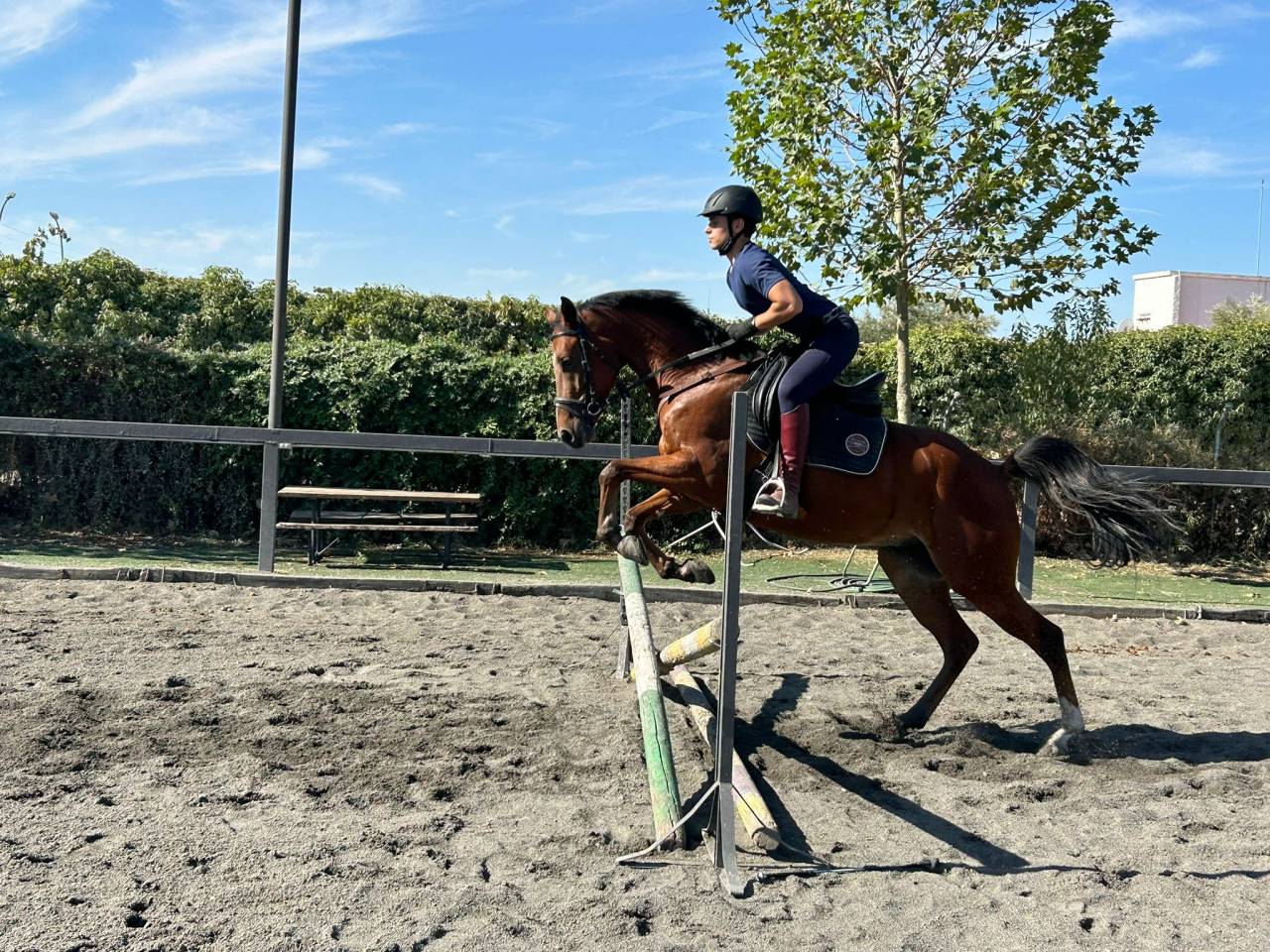 Gelding Anglo-Arabian For sale 2020 Other color