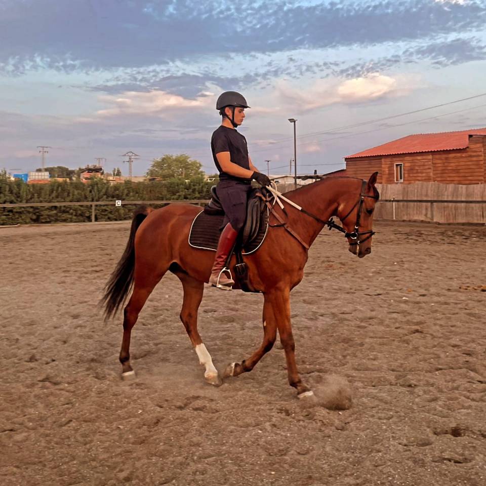 Gelding Anglo-Arabian For sale 2020 Other color