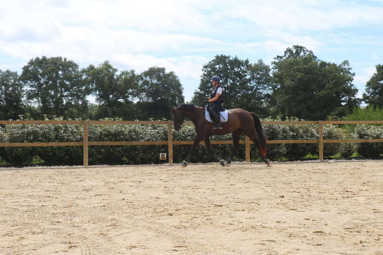 Mare Zangersheide For sale 2018 Black