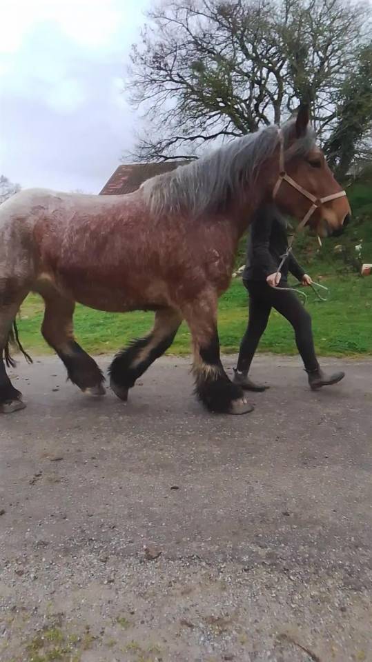 Mare Ardennes For sale 2020 Roan