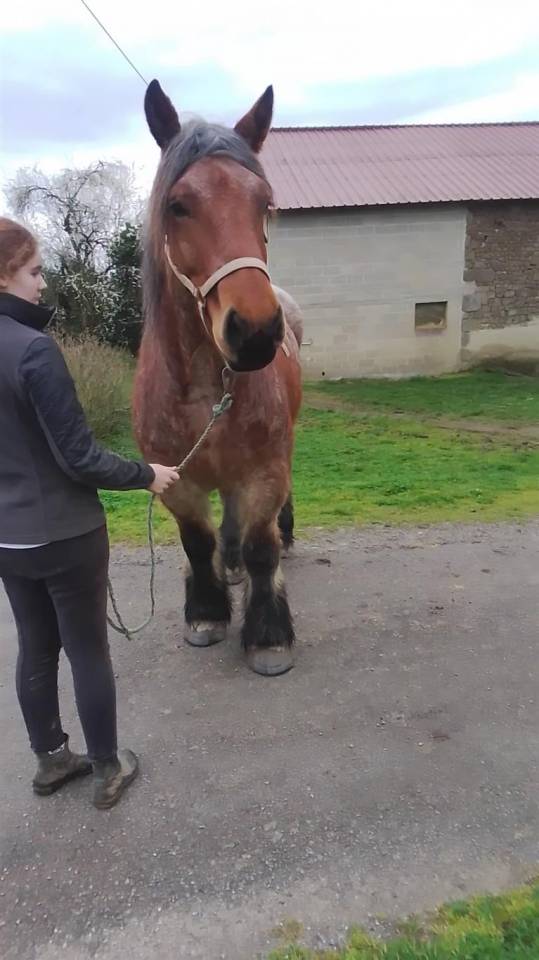 Mare Ardennes For sale 2020 Roan