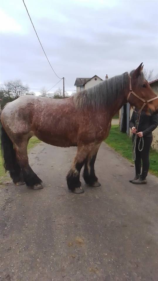 Mare Ardennes For sale 2020 Roan