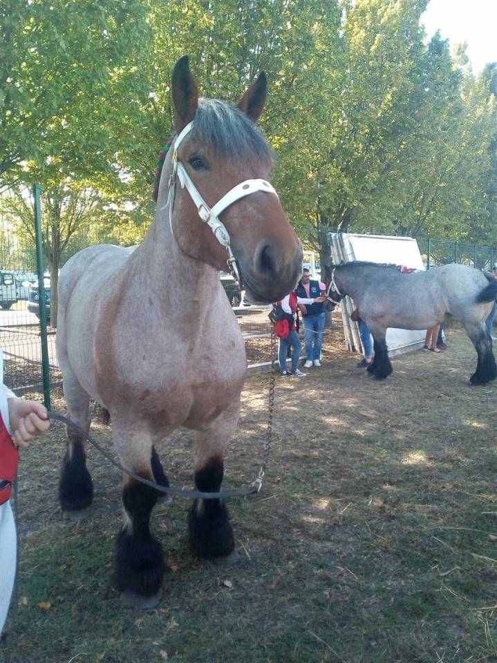 Mare Ardennes For sale 2020 Roan