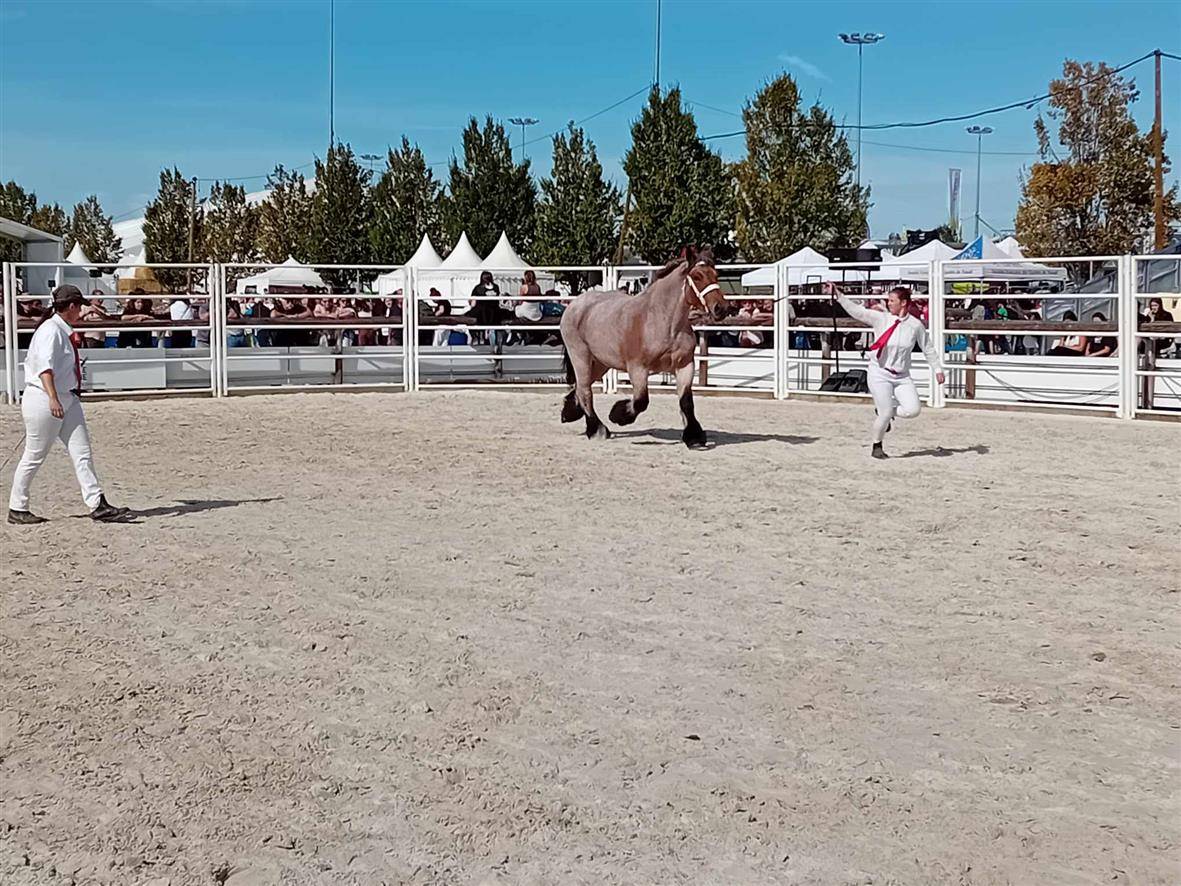 Mare Ardennes For sale 2020 Roan