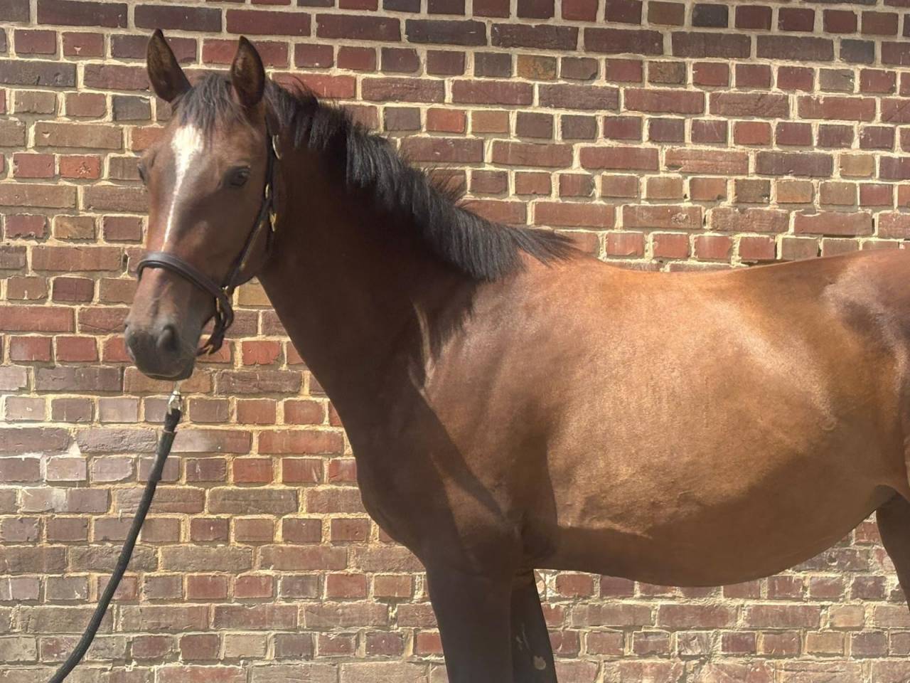 Mare Selle Fran&ccedil;ais For sale 2022 Bay