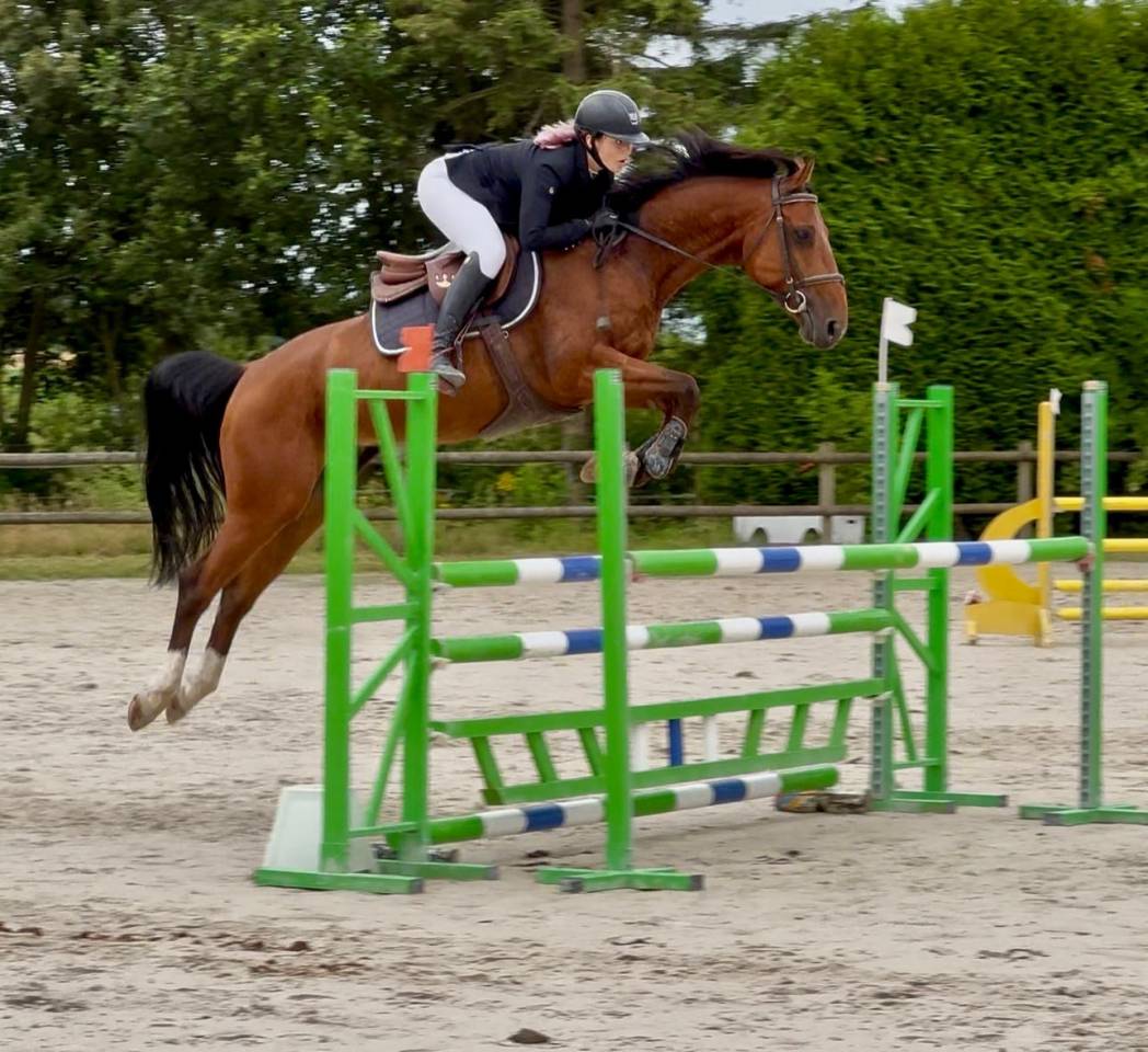 Gelding Selle Fran&ccedil;ais For sale 2019 Bay